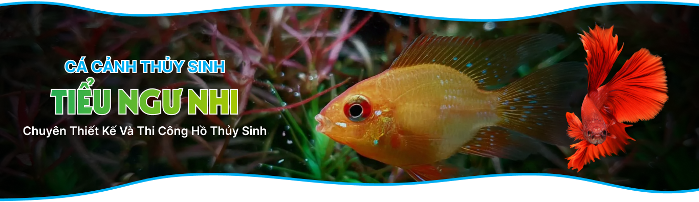 CÁ CẢNH THUỶ SINH TIỂU NGƯ NHI