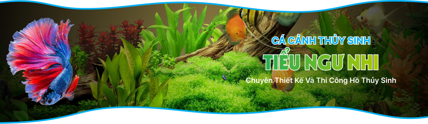CÁ CẢNH THUỶ SINH TIỂU NGƯ NHI