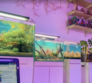 Cách phân biệt, chọn lựa hồ kính, hồ cá, hồ thuỷ sinh để có 1 bể thuỷ sinh đẹp