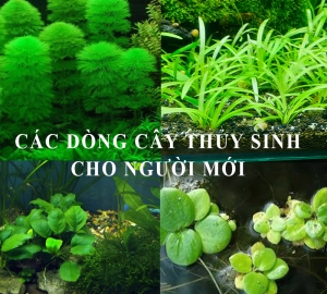 Các dòng cây thủy sinh dễ chơi cho người mới bắt đầu