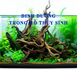 Dinh dưỡng trong hồ thủy sinh, phân nền, phân nước