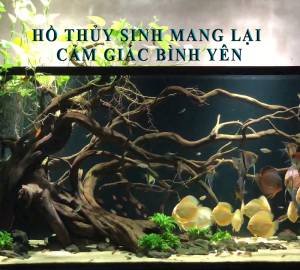 Thiết kế hồ thủy sinh mang lại cảm giác bình yên