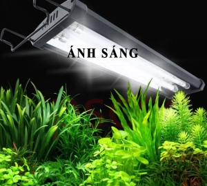 Ánh Sáng Trong Hồ Thủy Sinh