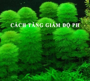 Cách tăng giảm độ pH trong hồ cá thủy sinh 1 cách an toàn và hiệu quả