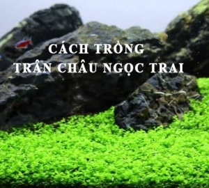 Cách Trồng Trân Châu Ngọc Trai Trong Bể Thủy Sinh