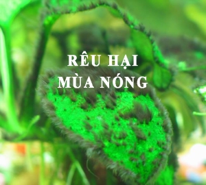 Kinh Nghiệm Chăm Hồ Thủy Sinh Tránh Rêu Hại Mùa Nóng
