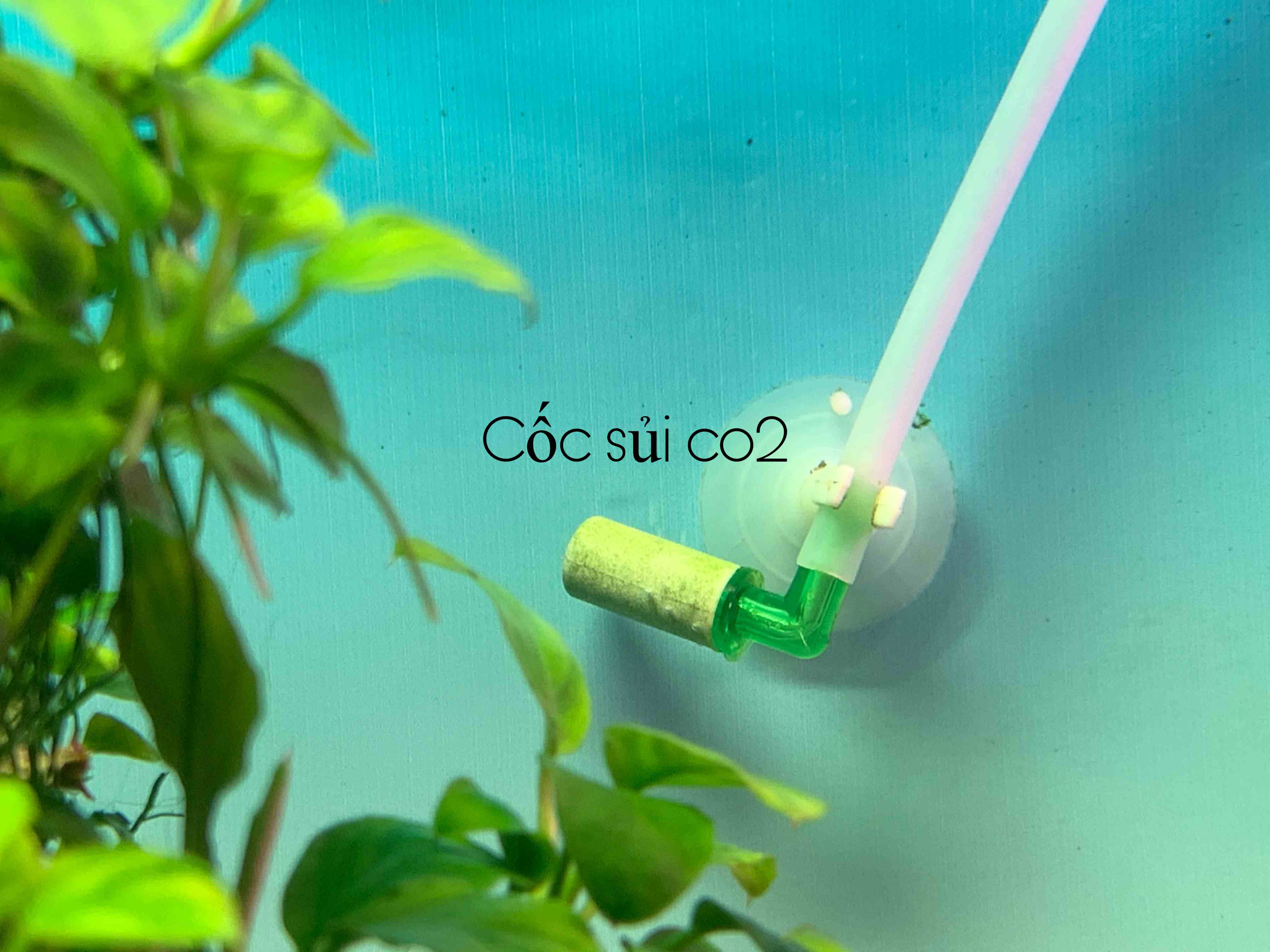 Cốc sủi co2 trong hồ thủy sinh