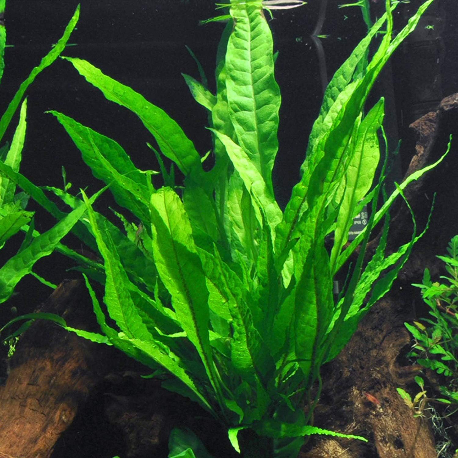 Dương Xỉ