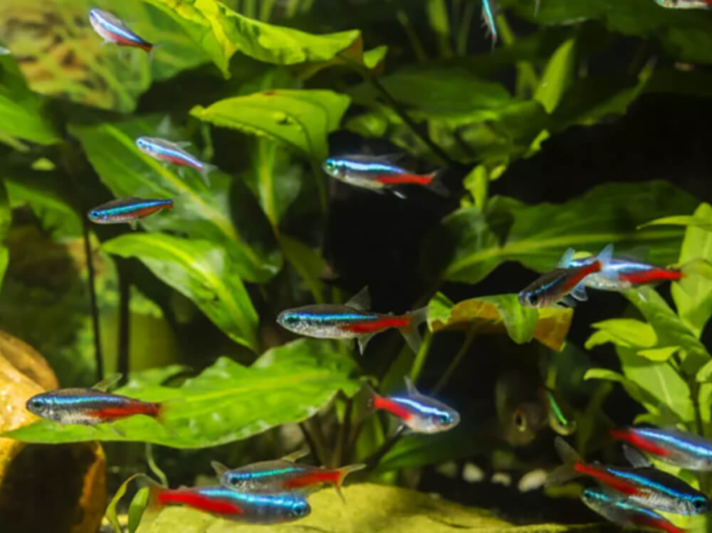 Cá Neon trong bể thủy sinh
