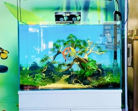 Hồ thuỷ sinh bonsai nền minifiss