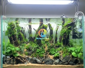 Hồ thuỷ sinh bố cục rừng 60x40x40