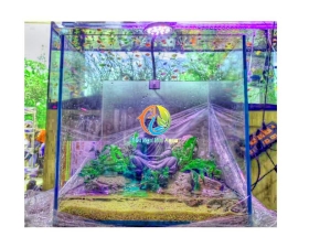 Hồ thủy sinh Cubic 30cm- Tịnh 1