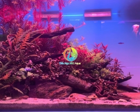 Hồ thủy sinh phong cách natural 80cm- Hồ thủy sinh Bà rịa