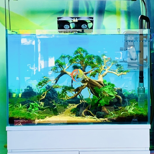 Hồ thuỷ sinh bonsai nền minifiss