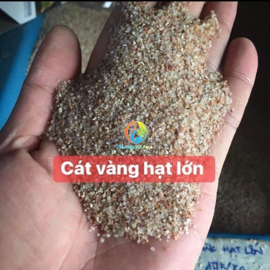 Cát vàng hạt lớn