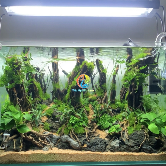 Hồ thuỷ sinh bố cục rừng 60x40x40