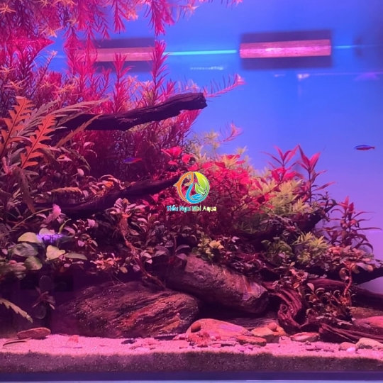 Hồ thủy sinh phong cách natural 80cm- Hồ thủy sinh Bà rịa