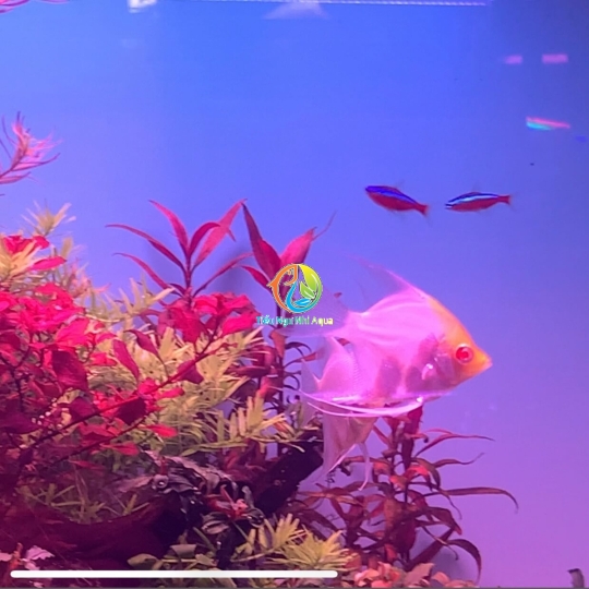 Hồ thủy sinh phong cách natural 80cm- Hồ thủy sinh Bà rịa